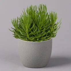 Senecio, Verschiedene Arten Nach Verfügbarkeit, Topf-Ø 12 Cm, 3er-Set -Compo Verkaufsgeschäft 0250103089 Senecio Mix 12cm 3er Set 2