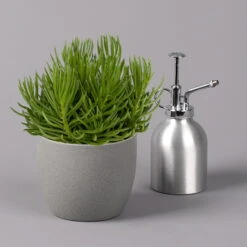 Senecio, Verschiedene Arten Nach Verfügbarkeit, Topf-Ø 12 Cm, 3er-Set -Compo Verkaufsgeschäft 0250103089 Senecio Mix 12cm 3er Set 3