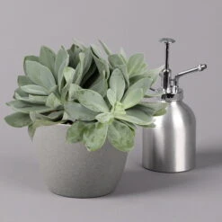 Senecio, Verschiedene Arten Nach Verfügbarkeit, Topf-Ø 12 Cm, 3er-Set -Compo Verkaufsgeschäft 0250103089 Senecio Mix 12cm 3er Set 5