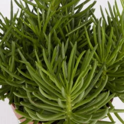 Senecio, Verschiedene Arten Nach Verfügbarkeit, Topf-Ø 12 Cm, 3er-Set -Compo Verkaufsgeschäft 0250103089 Senecio Mix 3er Set 3