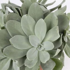 Senecio, Verschiedene Arten Nach Verfügbarkeit, Topf-Ø 12 Cm, 3er-Set -Compo Verkaufsgeschäft 0250103089 Senecio Mix 3er Set 6