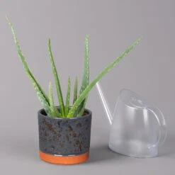 Aloe Vera In Keramiktopf Lauren Blau, Topf-Ø 12 Cm, Höhe Ca. 35 Cm -Compo Verkaufsgeschäft 0250103273 Aloe vera mit Uebertopf Lauren blau 3