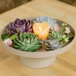 Schnittecheverien-Mix, Ø 10 Cm, 6er-Set -Compo Verkaufsgeschäft 0250103364 Echeveria Mix 7 10cm in DIY Box 4 117171 3