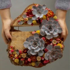 Schnittecheverien-Mix, Ø 8 Cm, 8er-Set -Compo Verkaufsgeschäft 0250103364 Echeveria Mix 7 10cm in DIY Box 6 117174