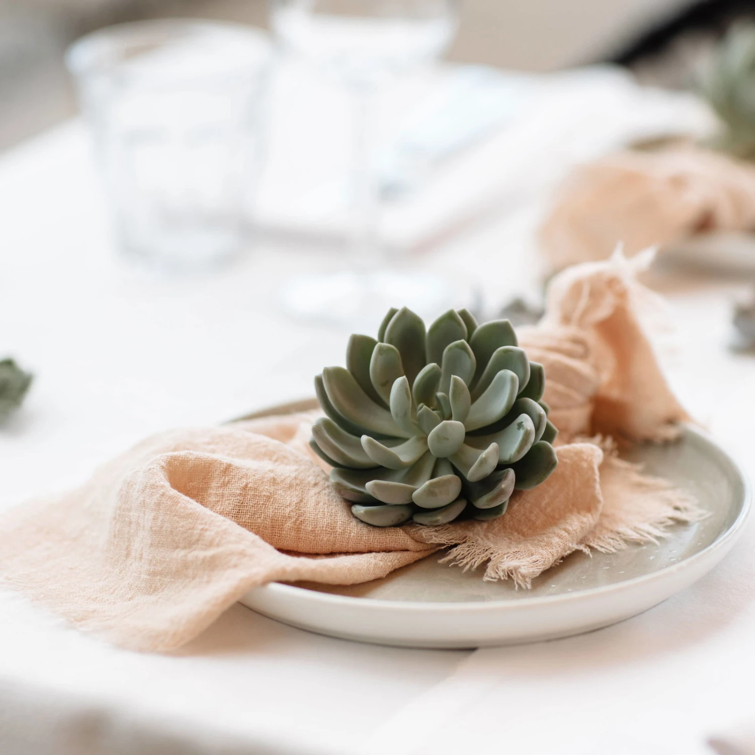 Schnittecheverien-Mix, Ø 12 Cm, 4er-Set 4 Schnittecheverien-Mix, Ø 12 Cm, 4er-Set - Image 4