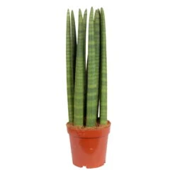 Bogenhanf 'Straight', Topf-Ø 17 Cm, Höhe Ca. 60 Cm -Compo Verkaufsgeschäft 0250200079 Sansevieria cylindrica Straight 17 cm Topf Hoehe 60 cm