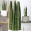 Bogenhanf 'Straight', Topf-Ø 17 Cm, Höhe Ca. 60 Cm 7 Bogenhanf 'Straight', Topf-Ø 17 Cm, Höhe Ca. 60 Cm -Compo Verkaufsgeschäft 0250200079 Sansevieria cylindrica Straight 1 117706