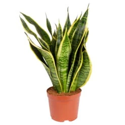 Bogenhanf 'Futura Superba', Topf-Ø 14 Cm, Höhe Ca. 45 Cm -Compo Verkaufsgeschäft 0250200142 Sansevieria Superba 14 cm Topf Hoehe 45 cm