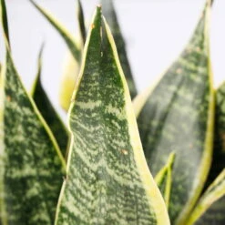 Bogenhanf 'Futura Superba', Topf-Ø 14 Cm, Höhe Ca. 45 Cm -Compo Verkaufsgeschäft 0250200142 Sansevieria Superba