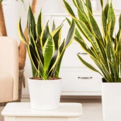 Bogenhanf 'Futura Superba', Topf-Ø 14 Cm, Höhe Ca. 45 Cm -Compo Verkaufsgeschäft 0250200142 Sansevieria Superba1