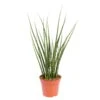 Bogenhanf, 'Fernwood Mikado', Topf-Ø 14 Cm, Höhe Ca. 60 Cm -Compo Verkaufsgeschäft 0250200437 Sansevieria Fernwood Mikado 14cm T H 60cm 58586