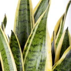 Titelseite 21 Titelseite -Compo Verkaufsgeschäft 0250200658 1 Sansevieria trif Laurentii 19