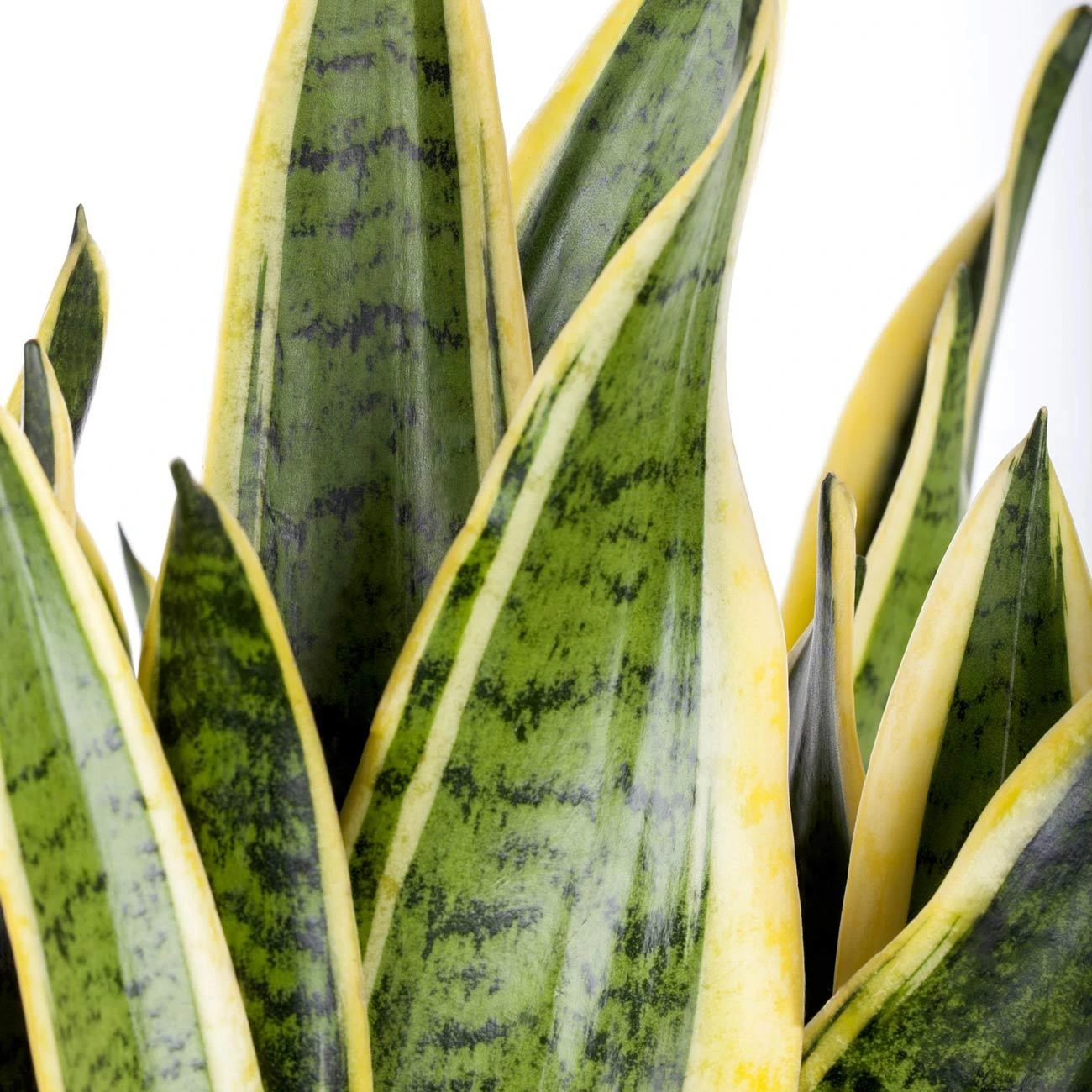 Bogenhanf, Topf-Ø 19 Cm, Höhe Ca. 60 Cm 2 Bogenhanf, Topf-Ø 19 Cm, Höhe Ca. 60 Cm - Image 2