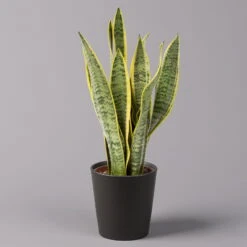 Titelseite 17 Titelseite -Compo Verkaufsgeschäft 0250200718 Sansev Laurentii Dallas anthrazit 1