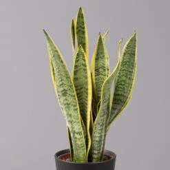 Bogenhanf In Keramiktopf Anthrazit, Topf-Ø 12 Cm, Höhe Ca. 35-45 Cm, 3er-Set 10 Bogenhanf In Keramiktopf Anthrazit, Topf-Ø 12 Cm, Höhe Ca. 35-45 Cm, 3er-Set -Compo Verkaufsgeschäft 0250200718 Sansev Laurentii Dallas anthrazit 2