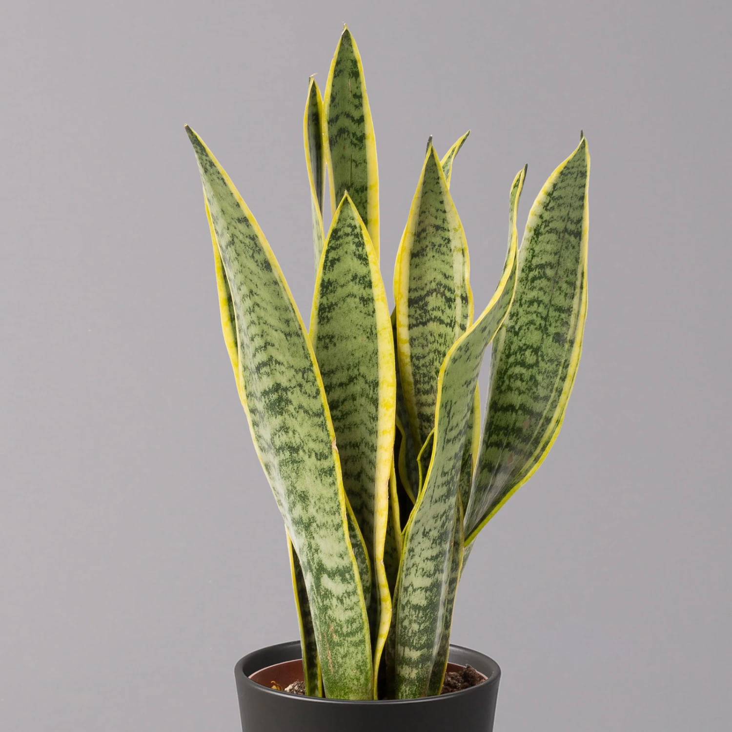 Bogenhanf In Keramiktopf Anthrazit, Topf-Ø 12 Cm, Höhe Ca. 35-45 Cm, 3er-Set 3 Bogenhanf In Keramiktopf Anthrazit, Topf-Ø 12 Cm, Höhe Ca. 35-45 Cm, 3er-Set - Image 3