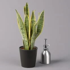 Bogenhanf In Keramiktopf Anthrazit, Topf-Ø 12 Cm, Höhe Ca. 35-45 Cm, 3er-Set 11 Bogenhanf In Keramiktopf Anthrazit, Topf-Ø 12 Cm, Höhe Ca. 35-45 Cm, 3er-Set -Compo Verkaufsgeschäft 0250200718 Sansev Laurentii Dallas anthrazit 3