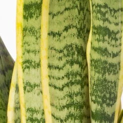 Bogenhanf In Keramiktopf Anthrazit, Topf-Ø 12 Cm, Höhe Ca. 35-45 Cm, 3er-Set 12 Bogenhanf In Keramiktopf Anthrazit, Topf-Ø 12 Cm, Höhe Ca. 35-45 Cm, 3er-Set -Compo Verkaufsgeschäft 0250200718 Sansev Laurentii Dallas anthrazit 4