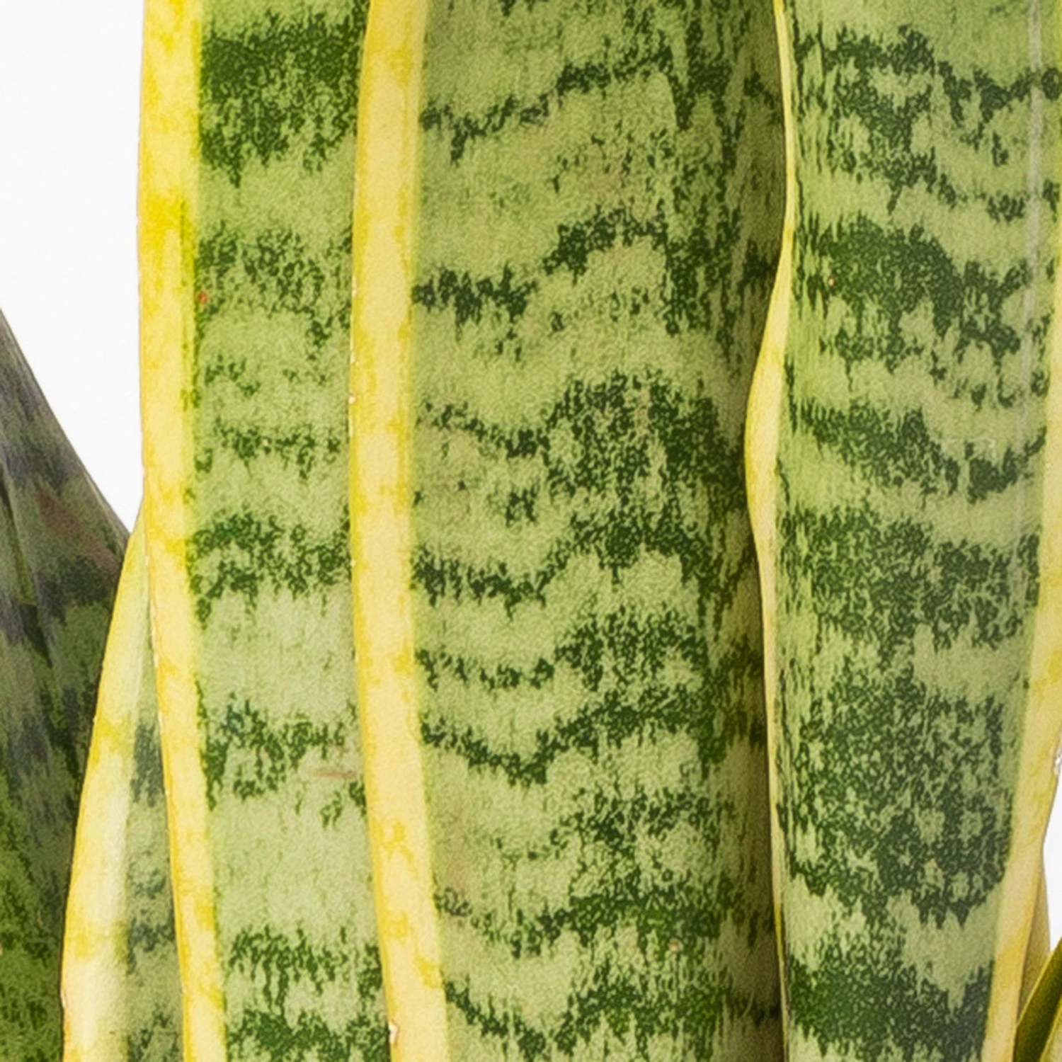 Bogenhanf In Keramiktopf Anthrazit, Topf-Ø 12 Cm, Höhe Ca. 35-45 Cm, 3er-Set 5 Bogenhanf In Keramiktopf Anthrazit, Topf-Ø 12 Cm, Höhe Ca. 35-45 Cm, 3er-Set - Image 5