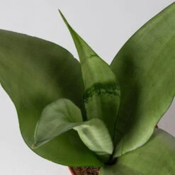 Bogenhanf 'Moonshine' In Übertopf Vibes Blau, Topf-Ø 12 Cm, Höhe Ca. 45 Cm -Compo Verkaufsgeschäft 0250200807 0250200808 0250200809 sansevieria moonshine T12 1 2 123611 1