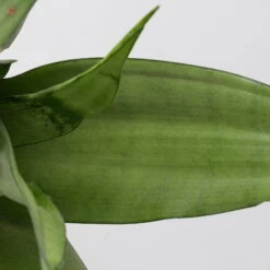 Bogenhanf 'Moonshine' In Übertopf Vibes Weiß, Topf-Ø 12 Cm, Höhe Ca. 45 Cm -Compo Verkaufsgeschäft 0250200807 0250200808 0250200809 sansevieria moonshine T12 1 3 123610