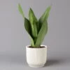 Bogenhanf 'Moonshine' In Übertopf Vibes Weiß, Topf-Ø 12 Cm, Höhe Ca. 45 Cm -Compo Verkaufsgeschäft 0250200807 Sansevieria Moonshine mit uebertopf weiss Elho Vibes 123607