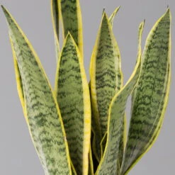 Bogenhanf In Übertopf Vibes Gelb, Topf-Ø 12 Cm, Höhe Ca. 45 Cm -Compo Verkaufsgeschäft 0250200811 0250200812 0250200813 0250200815 Sansevieria trif 124883 1