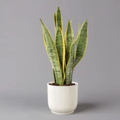 Bogenhanf In Übertopf Vibes Weiß, Topf-Ø 12 Cm, Höhe Ca. 45 Cm