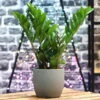 Glücksfeder, Topf-Ø 14 Cm, Höhe Ca. 40 Cm -Compo Verkaufsgeschäft 0250300074 Zamioculcas zamiifolia Lucky
