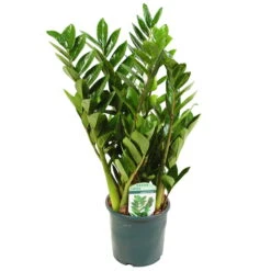Neue Veröffentlichungen -Compo Verkaufsgeschäft 0250300075 Zamioculcas zamiifolia Lucky 17cm T H 50cm
