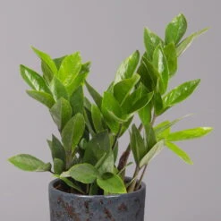 Glücksfeder In Keramiktopf Lauren Blau, Topf-Ø 12 Cm, Höhe Ca. 40 Cm -Compo Verkaufsgeschäft 0250300117 Zamioculcas za mit Uebertopf Lauren blau 2