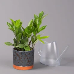 Glücksfeder In Keramiktopf Lauren Blau, Topf-Ø 12 Cm, Höhe Ca. 40 Cm -Compo Verkaufsgeschäft 0250300117 Zamioculcas za mit Uebertopf Lauren blau 3