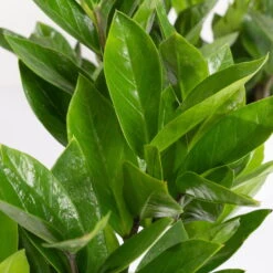 Glücksfeder In Keramiktopf Lauren Blau, Topf-Ø 12 Cm, Höhe Ca. 40 Cm -Compo Verkaufsgeschäft 0250300117 Zamioculcas za mit Uebertopf Lauren blau 4 1