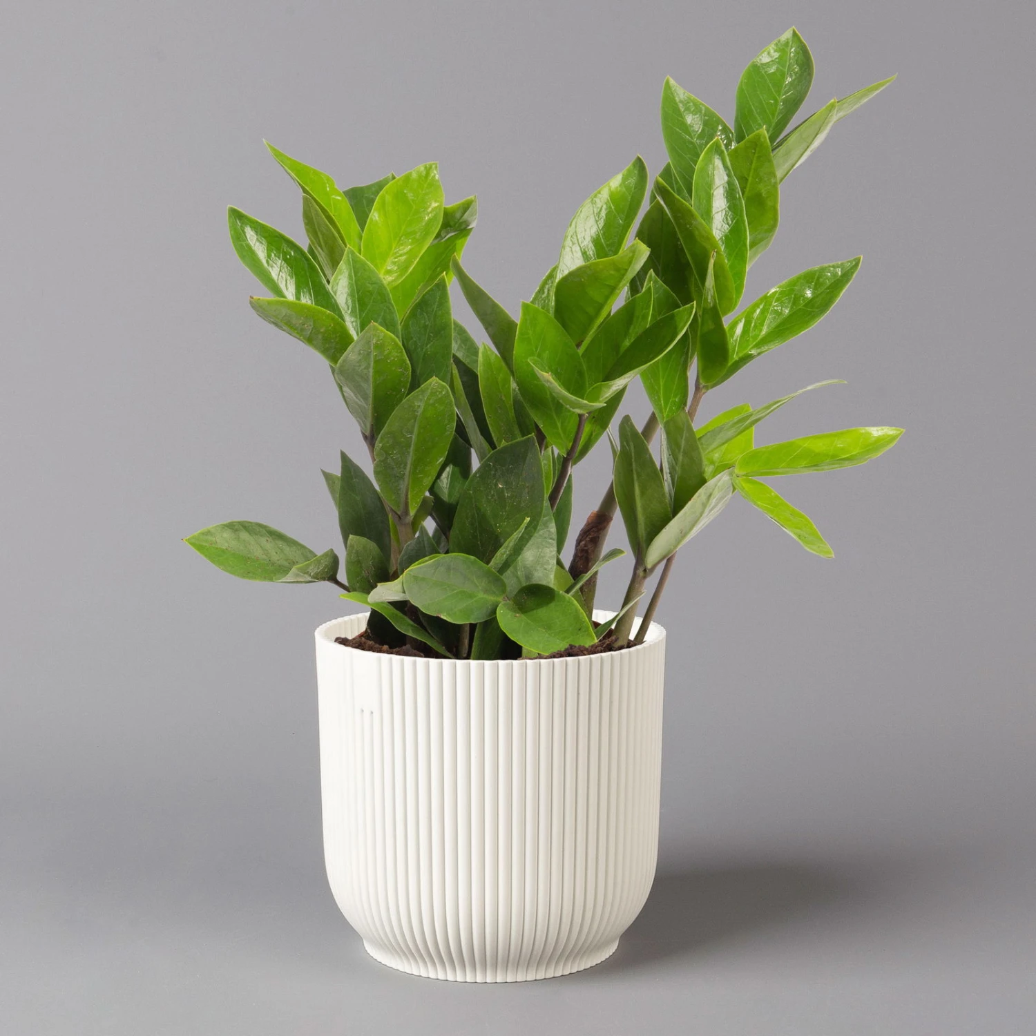 Glücksfeder In Übertopf Vibes Weiß, Topf-Ø 12 Cm, Höhe Ca. 40 Cm 1 Glücksfeder In Übertopf Vibes Weiß, Topf-Ø 12 Cm, Höhe Ca. 40 Cm