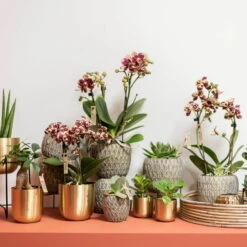 Phalaenopsis, Gesprenkelte Sorten, 3 Rispen, Topf-Ø 9 Cm, Höhe Ca. 30 Cm 8 Phalaenopsis, Gesprenkelte Sorten, 3 Rispen, Topf-Ø 9 Cm, Höhe Ca. 30 Cm -Compo Verkaufsgeschäft 0290100047