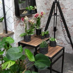 Phalaenopsis, Gesprenkelte Sorten, 3 Rispen, Topf-Ø 9 Cm, Höhe Ca. 30 Cm 9 Phalaenopsis, Gesprenkelte Sorten, 3 Rispen, Topf-Ø 9 Cm, Höhe Ca. 30 Cm -Compo Verkaufsgeschäft 0290100047 Phalaenopsis 3R gesprenkelt 9 cm T H 30 cm