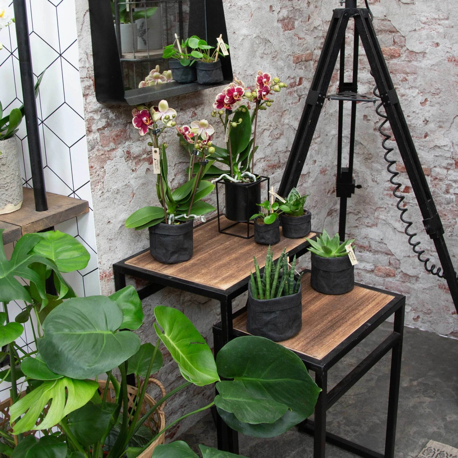 Phalaenopsis, Gesprenkelte Sorten, 3 Rispen, Topf-Ø 9 Cm, Höhe Ca. 30 Cm 4 Phalaenopsis, Gesprenkelte Sorten, 3 Rispen, Topf-Ø 9 Cm, Höhe Ca. 30 Cm - Image 4