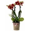 Phalaenopsis, Gesprenkelte Sorten, 3 Rispen, Topf-Ø 9 Cm, Höhe Ca. 30 Cm -Compo Verkaufsgeschäft 0290100047 Phalaenopsis 3Rispen gesprenkelt 9cm Topf Hoehe 30cm