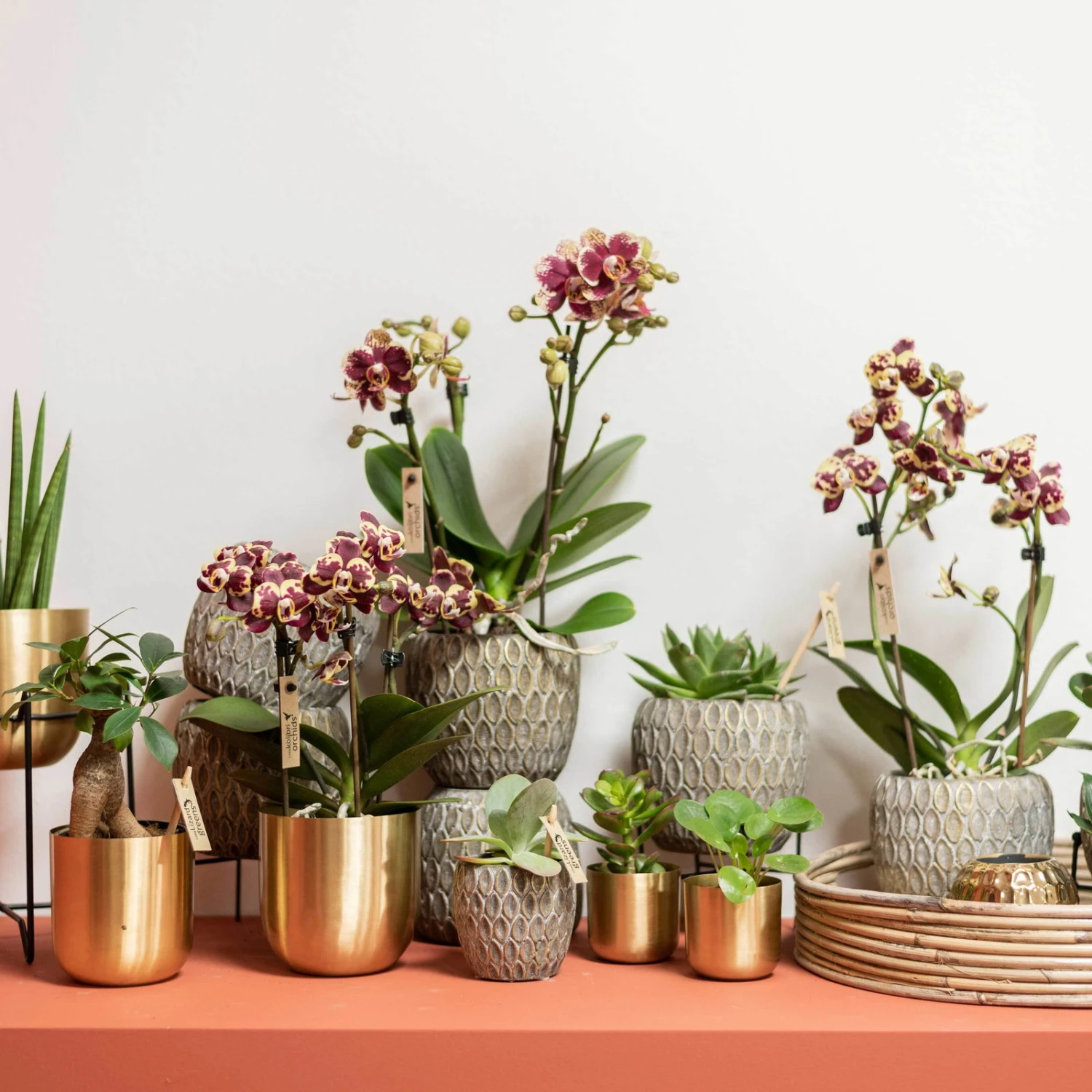 Phalaenopsis, Gesprenkelte Sorten, 3 Rispen, Topf-Ø 9 Cm, Höhe Ca. 30 Cm 3 Phalaenopsis, Gesprenkelte Sorten, 3 Rispen, Topf-Ø 9 Cm, Höhe Ca. 30 Cm - Image 3