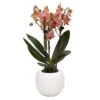 Phalaenopsis, Orangetöne, 3 Rispen, Topf-Ø 9 Cm, In Keramikübertopf -Compo Verkaufsgeschäft 0290100055 Phalaenopsis 3R orange 9cm t H30cm inkl uebertopf