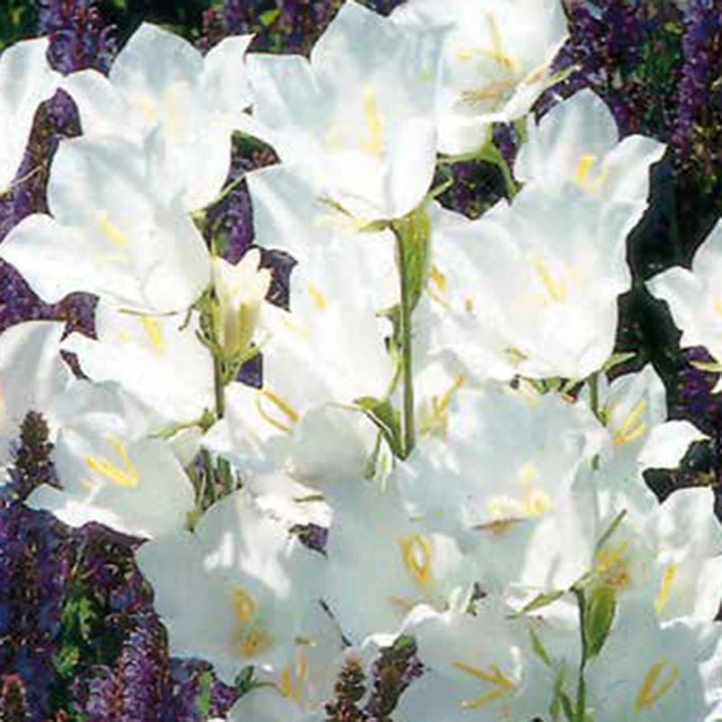 Bio Glockenblume 'Grandiflora Alba' Weiß, Topf-Ø 11 Cm, 3er-Set 1 Bio Glockenblume 'Grandiflora Alba' Weiß, Topf-Ø 11 Cm, 3er-Set