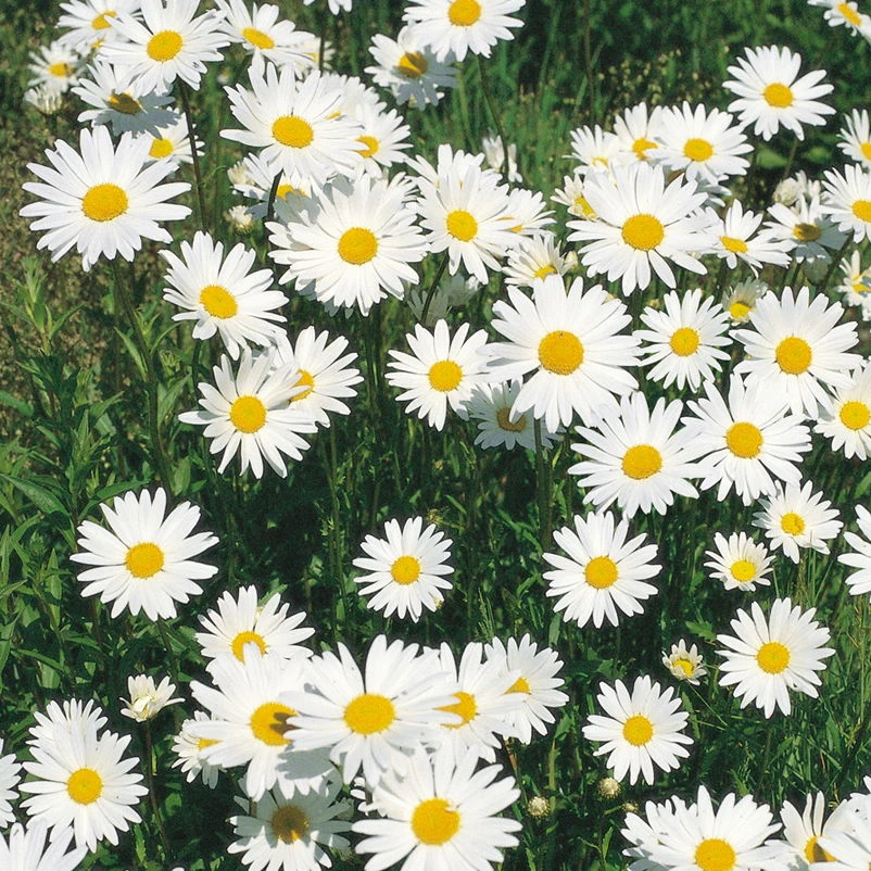 Bio Margerite 'Polaris' Weiß, Topf-Ø 11 Cm, 3er-Set