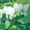 Bio Tränendes Herz 'Alba' Weiß, Topf-Ø 11 Cm, 3er-Set -Compo Verkaufsgeschäft 0310100192 Dicentra spectabilis Alba 46334