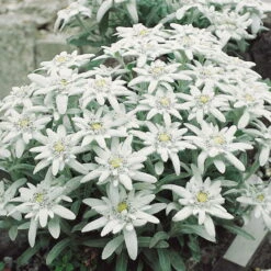 Alpen-Edelweiß Weiß, Topf-Ø 9 Cm, 3er-Set