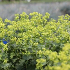 Frauenmantel Grün-gelb, Topf-Ø 11 Cm, 3er-Set 11 Frauenmantel Grün-gelb, Topf-Ø 11 Cm, 3er-Set -Compo Verkaufsgeschäft 0310100893 Alchemilla mollis 1 79990