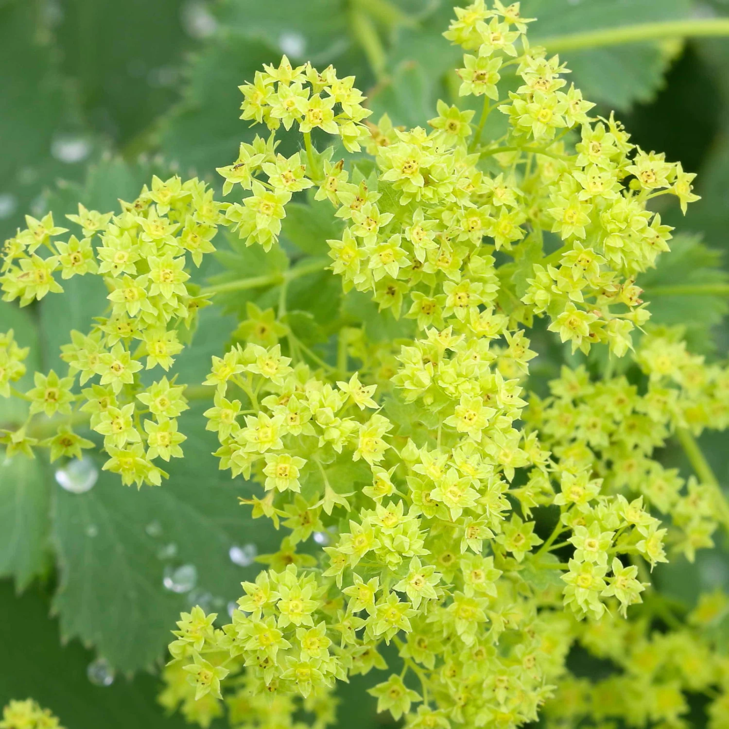 Frauenmantel Grün-gelb, Topf-Ø 11 Cm, 3er-Set 3 Frauenmantel Grün-gelb, Topf-Ø 11 Cm, 3er-Set - Image 3