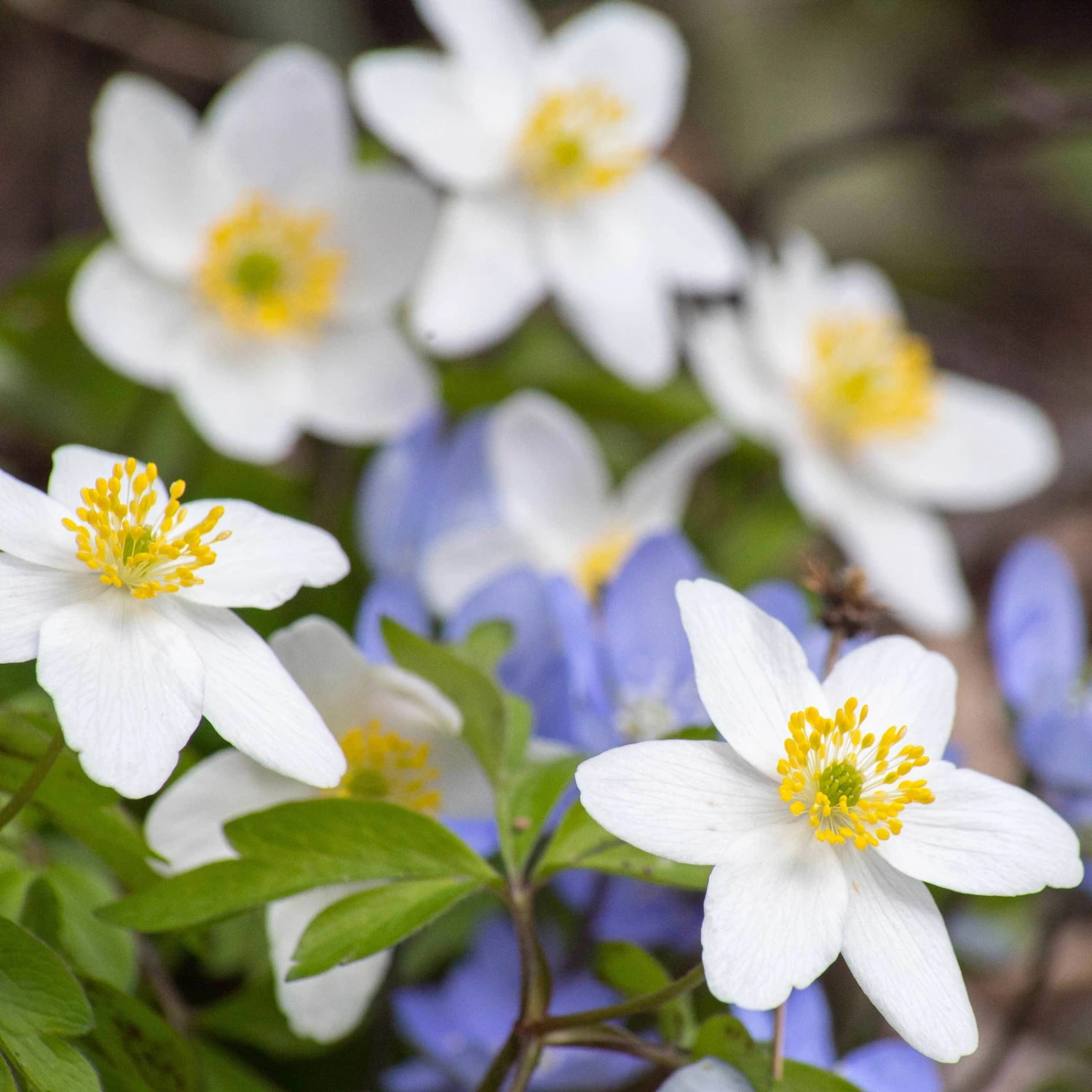 Anemone Sylvestris Weiß, Topf-Ø 9 Cm, 3er-Set 2 Anemone Sylvestris Weiß, Topf-Ø 9 Cm, 3er-Set - Image 2