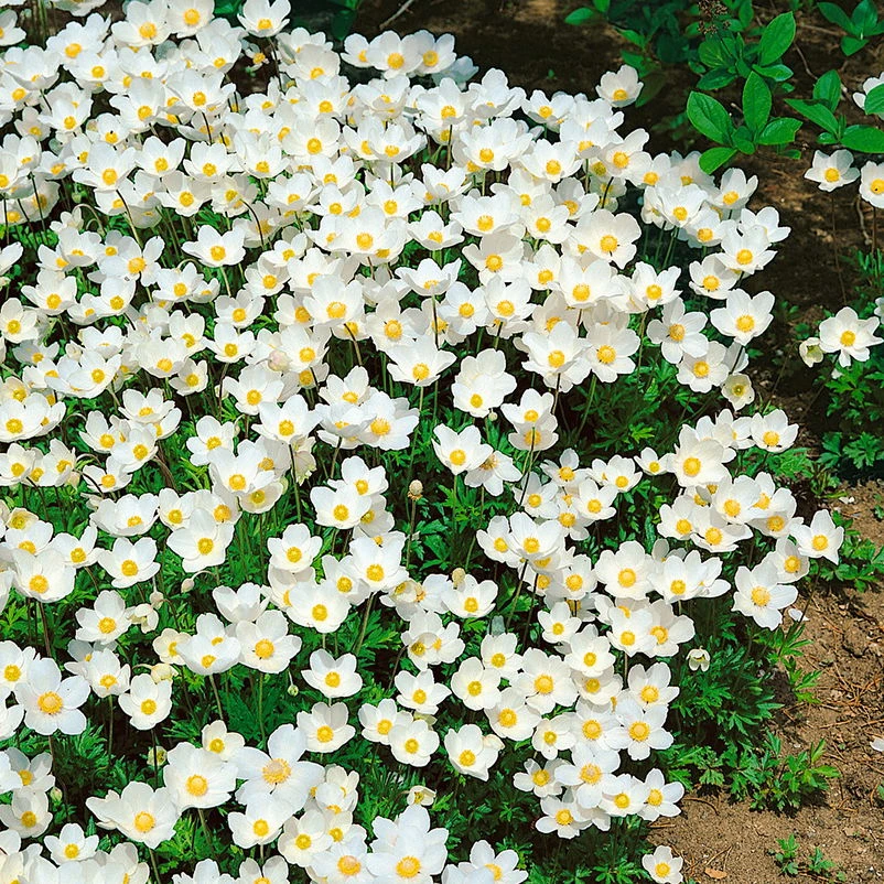 Anemone Sylvestris Weiß, Topf-Ø 9 Cm, 3er-Set 3 Anemone Sylvestris Weiß, Topf-Ø 9 Cm, 3er-Set - Image 3