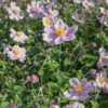 Herbst-Anemone Rosa, 3 Liter Topf -Compo Verkaufsgeschäft 0310101914 Anemone japonica 6948