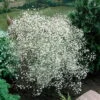 Bio Schleierkraut 'Summer Sparkles' Weiß, Topf-Ø 11cm, 3er-Set -Compo Verkaufsgeschäft 0310102960 Gypsophila pan 6949